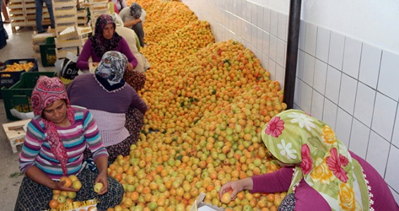Kayısı kazandırıyor