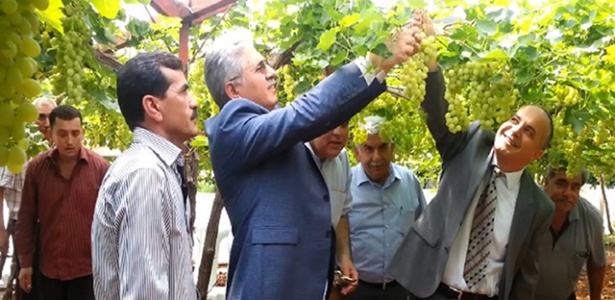 Mezitli’de üzüm hasadı başladı