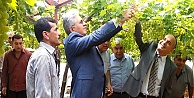 Mezitli’de üzüm hasadı başladı